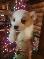 Corgi boy #2, a male Cardigan Welsh Corgi for sale in Corinth, MS – Photo 1 of 7