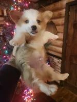 Corgi boy #2, a male Cardigan Welsh Corgi for sale in Corinth, MS – Photo 7 of 7