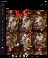 Corgi boy #2, a male Cardigan Welsh Corgi for sale in Corinth, MS – Photo 2 of 7