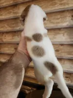 Poogle girl 1, a female Beagle and Poodle - Miniature  for sale in Corinth, MS – 3 of 3