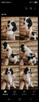 Poogle boy black and white, a male Beagle and Poodle - Miniature  for sale in Corinth, MS – 2 of 2