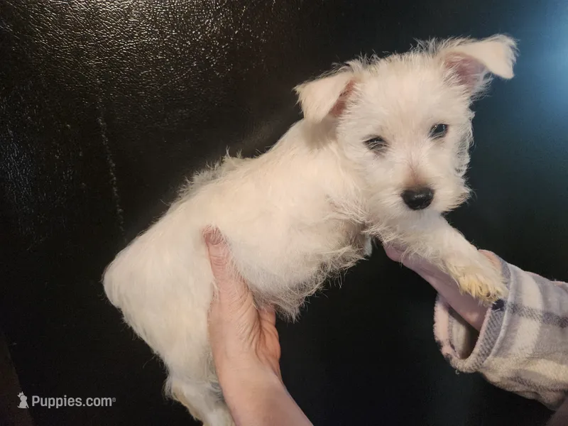 Westie girl