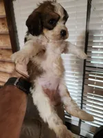 Yorkie poo chon girl 1, a female Bichon Frise and Yorkipoo for sale in Corinth, MS – 4 of 6
