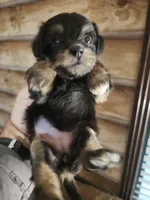 Yorkie poo G2 Litter 1, a female Yorkipoo for sale in Corinth, MS – 1 of 7