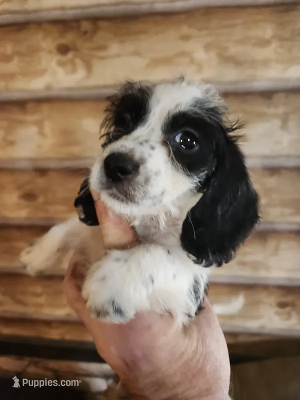 Poogle boy black and white – Beagle, Poodle - Miniature  puppy for sale in Corinth, MS