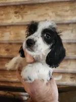 Poogle boy black and white, a male Beagle and Poodle - Miniature  for sale in Corinth, MS – 1 of 2