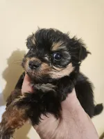 Male morkie 2, a male Morkie for sale in Corinth, MS – Photo 5 of 5