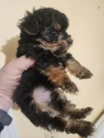 Male morkie 2, a male Morkie for sale in Corinth, MS – Photo 3 of 5