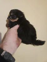 Male morkie 2, a male Morkie for sale in Corinth, MS – Photo 2 of 5