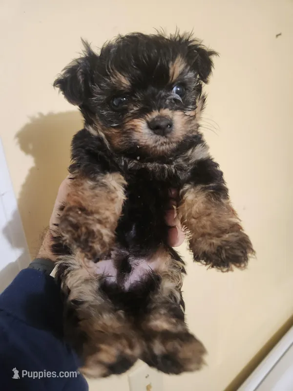 Male morkie 2, a male Morkie for sale in Corinth, MS – Photo 1 of 5