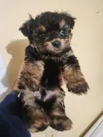 Male morkie 2, a male Morkie for sale in Corinth, MS – Photo 1 of 5