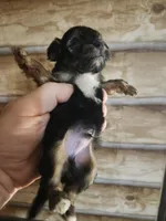 Yorkie poo B1 Litter 2, a male Yorkipoo for sale in Corinth, MS – 4 of 6