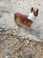 Corgi male adult, a male Pembroke Welsh Corgi for sale in Corinth, MS – 3 of 3