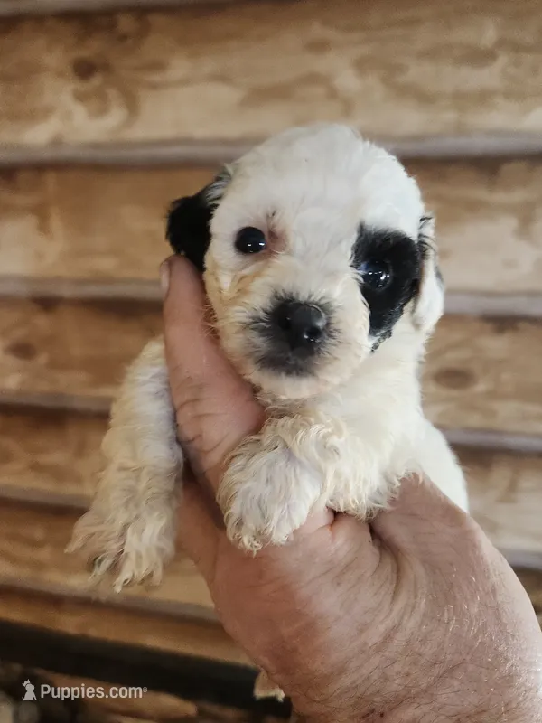 YPC-G1 – Bichon Frise, Yorkipoo puppy for sale in Corinth, MS