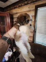 Yorkie poo chon girl 2, a female Bichon Frise and Yorkipoo for sale in Corinth, MS – 3 of 6