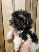 Yorkie poo B2, a male Yorkipoo for sale in Corinth, MS – 5 of 5