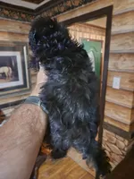 Male shorkie poo, a male Yorkipoo and Shih Tzu for sale in Corinth, MS – 2 of 6