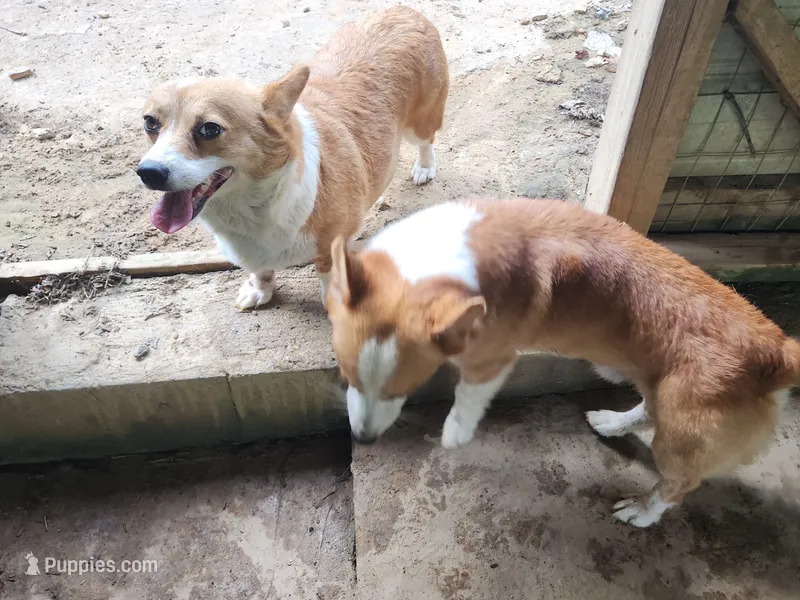 Corgi male and female – Pembroke Welsh Corgi puppy for sale in Corinth, MS