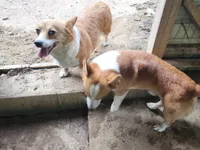 Corgi male and female, a male Pembroke Welsh Corgi for sale in Corinth, MS – 1 of 1