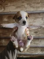 Chicorgi B1, a male Pembroke Welsh Corgi and Chihuahua for sale in Corinth, MS – 3 of 6