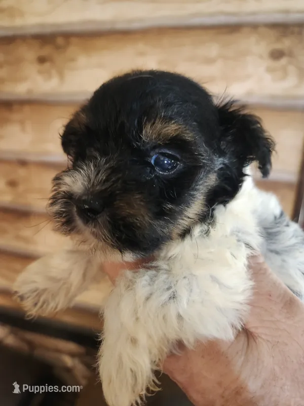 Yorkie poo G2 – Yorkipoo puppy for sale in Corinth, MS