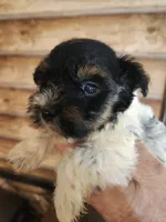 Yorkie poo G2, a male Yorkipoo for sale in Corinth, MS – 1 of 1