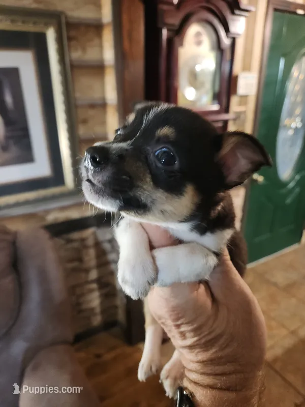 CC-B5 – Pembroke Welsh Corgi, Chihuahua puppy for sale in Corinth, MS
