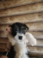 Yorkie boy , a male Yorkshire Terrier for sale in Corinth, MS – 6 of 7