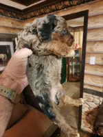 Poogle boy 1, a male Beagle and Poodle - Miniature  for sale in Corinth, MS – Photo 1 of 5