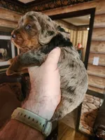 Poogle boy 1, a male Beagle and Poodle - Miniature  for sale in Corinth, MS – Photo 5 of 5