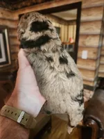 Poogle boy 1, a male Beagle and Poodle - Miniature  for sale in Corinth, MS – Photo 4 of 5