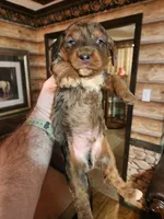 Poogle boy 1, a male Beagle and Poodle - Miniature  for sale in Corinth, MS – Photo 2 of 5
