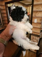 Hava-poo boy, a male Havanese and Poodle - Miniature  for sale in Corinth, MS – Photo 2 of 4