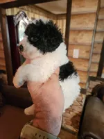 Hava-poo boy, a male Havanese and Poodle - Miniature  for sale in Corinth, MS – Photo 3 of 4