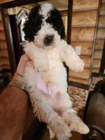 Hava-poo boy, a male Havanese and Poodle - Miniature  for sale in Corinth, MS – Photo 1 of 4