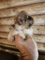 Poogle girl 3, a male Beagle and Poodle - Miniature  for sale in Corinth, MS – 2 of 3