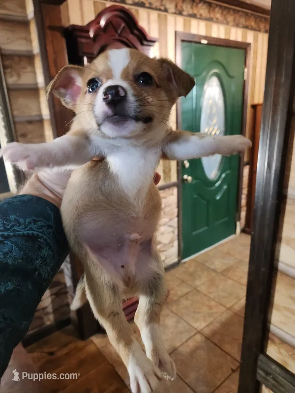 CC-B3 – Pembroke Welsh Corgi, Chihuahua puppy for sale in Corinth, MS