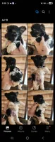 Yorkie poo B3, a male Yorkipoo for sale in Corinth, MS – 2 of 2