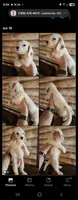 Poogle boy white, a male Beagle and Poodle - Miniature  for sale in Corinth, MS – 2 of 2