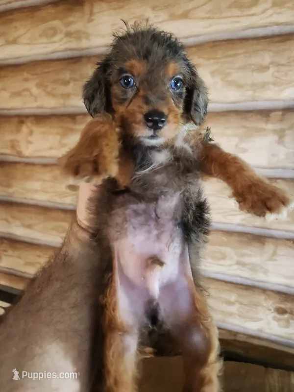 Poogle boy 3 – Beagle, Poodle - Miniature  puppy for sale in Corinth, MS