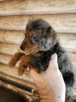 Poogle boy 3, a male Beagle and Poodle - Miniature  for sale in Corinth, MS – 3 of 3