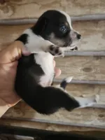 Chicorgi girl, a female Pembroke Welsh Corgi and Chihuahua for sale in Corinth, MS – 7 of 7