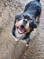 Beaglier boy, a male Beaglier for sale in Corinth, MS – 1 of 4