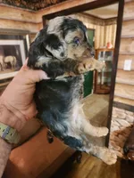 Poogle boy 3, a male Beagle and Poodle - Miniature  for sale in Corinth, MS – Photo 1 of 7