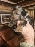 Poogle boy 3, a male Beagle and Poodle - Miniature  for sale in Corinth, MS – Photo 3 of 7