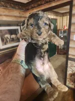 Poogle boy 3, a male Beagle and Poodle - Miniature  for sale in Corinth, MS – Photo 7 of 7