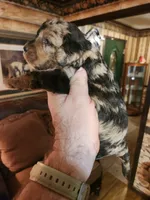 Poogle boy 3, a male Beagle and Poodle - Miniature  for sale in Corinth, MS – Photo 6 of 7