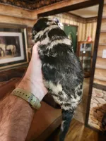 Poogle boy 3, a male Beagle and Poodle - Miniature  for sale in Corinth, MS – Photo 5 of 7