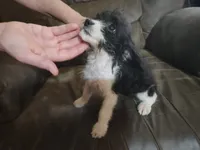 Poogle girl, a female Beagle and Poodle - Toy  for sale in Corinth, MS – 4 of 8