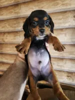 Poogle boy 2, a male Beagle and Poodle - Miniature  for sale in Corinth, MS – 3 of 3